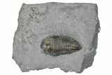 Baby Trimerus Trilobite Fossil - New York #295534-1